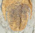 Excellent, Cambropallas Trilobite - Not Restored #58932-3